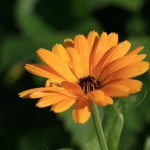 photo of orange marigold, creative healing arts through photography