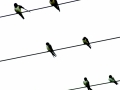 sample page Flying on Little Wings