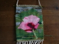 Garden Poppy